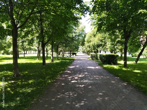Fototapeta Naklejka Na Ścianę i Meble -  Long straight alley in the park in the sun and shade. The sandy road of the alley goes into the distance, under a light blue sky. Green trees, grass, bushes grow along the edges of the alley. The sun 