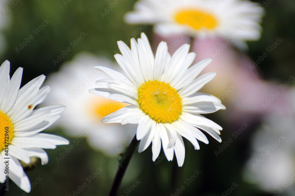 Fototapeta premium daisy