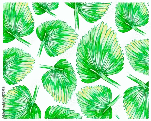 Ecology Concepts, Illustration Background of Licuala Orbicularis Palm, A Tropical Plant Growing in Warm Temperate Climates.
