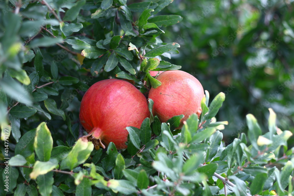 pomegranate in the tree pomegranate in the tree