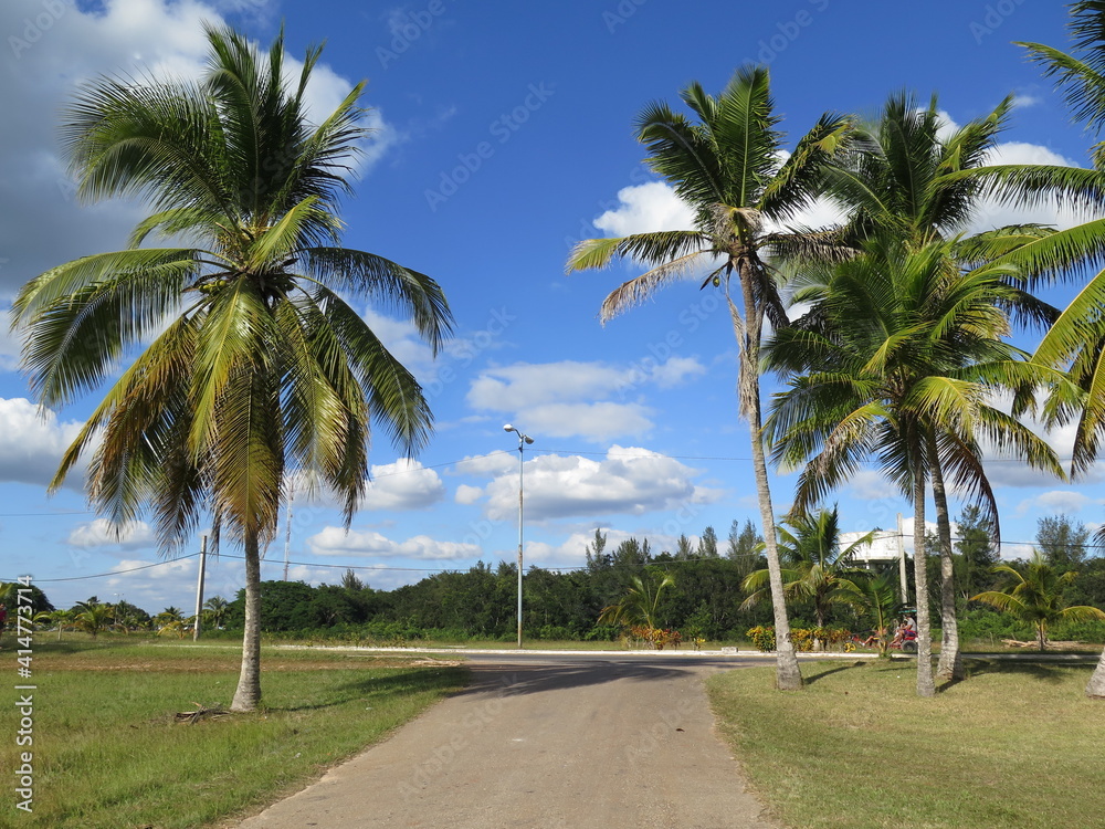 palm trees in Playa Larga, Cuba, November