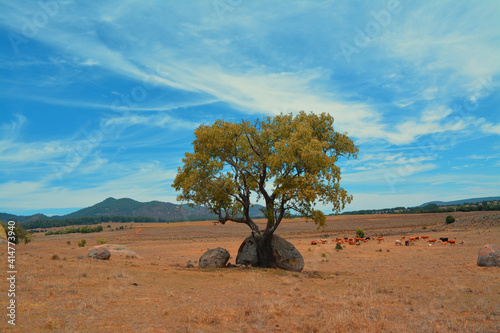 Paisaje natural en parque nacional del tapalpa mexico