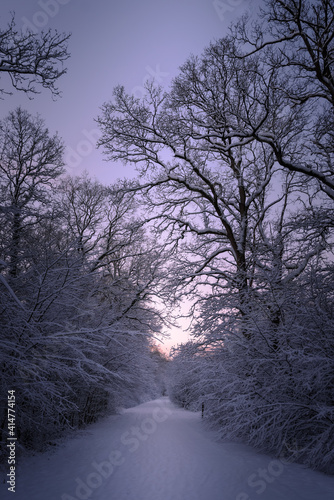 winter landscape with trees and snow