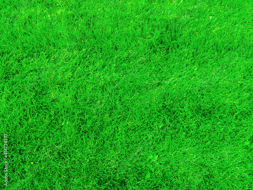 Green lawn on a summer sunny day