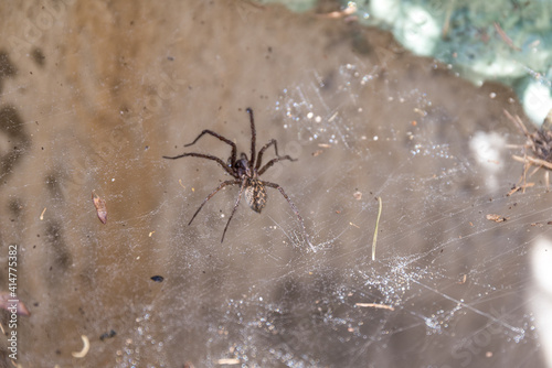 Spinne wartet im Netz - Hausspinne