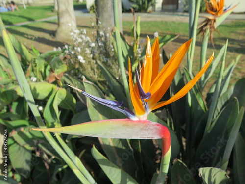 a bird of paradise flower at the East Beach in Santa Barbara in California in the month of October, USA