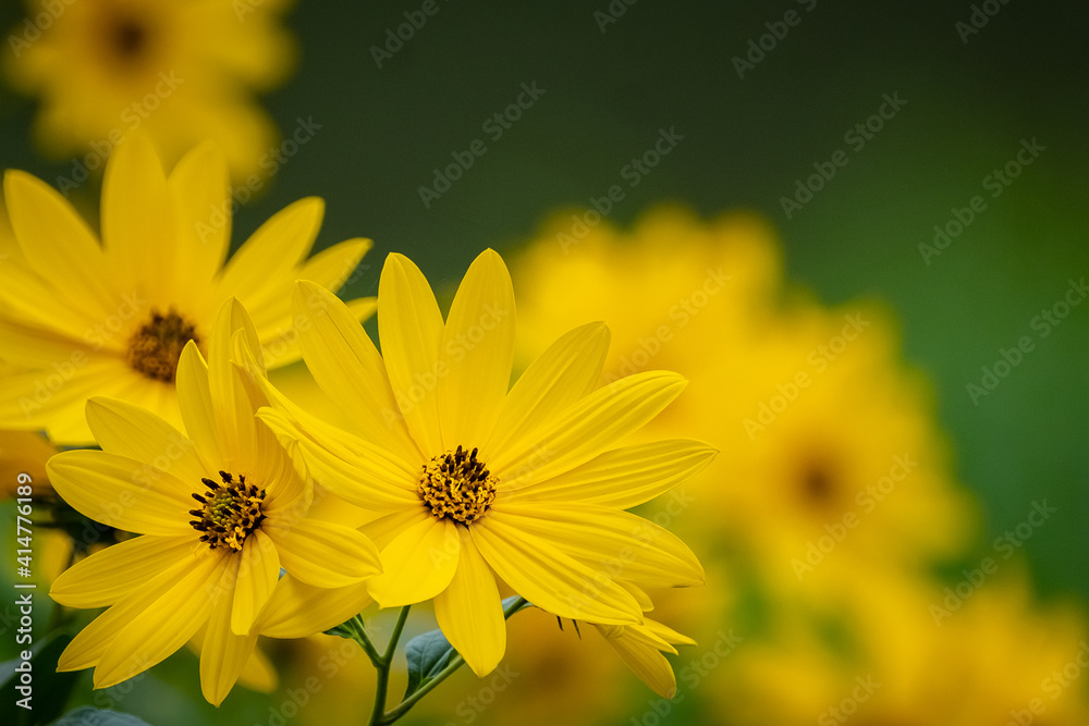 Beautiful Black-eyed Susan (Rudbeckia hirta) blossoms in the summer sun. Beautiful Black-eyed Susan (Rudbeckia hirta) blossoms in the summer sun.