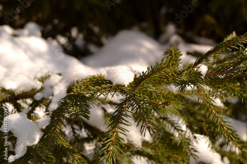 Spruce branch. Beautiful branch of spruce with needles. Christmas tree. Green spruce. Spruce close up.