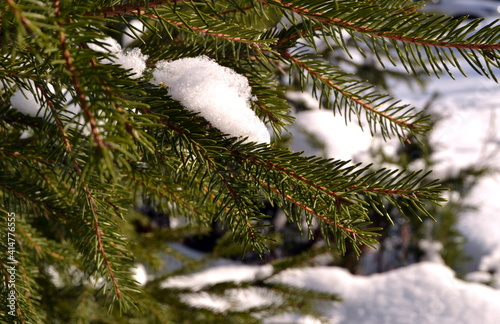 Spruce branch. Beautiful branch of spruce with needles. Christmas tree. Green spruce. Spruce close up.