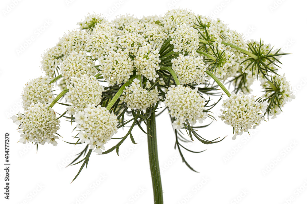 Inflorescence of carrots, white carrot flowers, isolated on white background