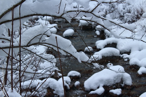 Thin branches in winter, with the river behind