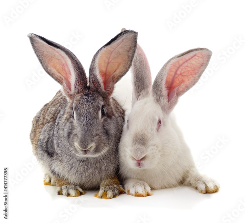 White and gray rabbits.