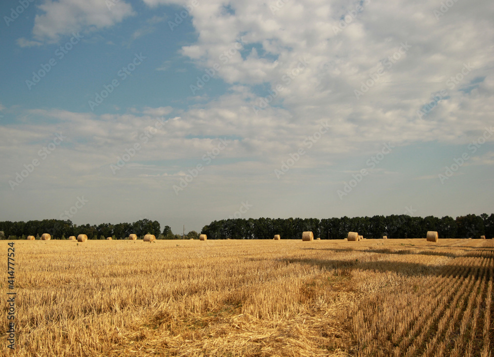 Harvesting in a wheat field with a blue sky, bales of straw rolled into a roll
