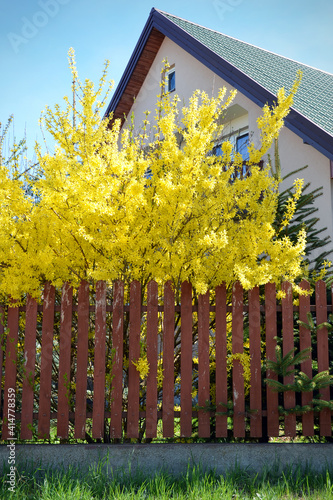 Obraz na płótnie lush blooming forsythia bush with yellow flowers garden decoration near the hous