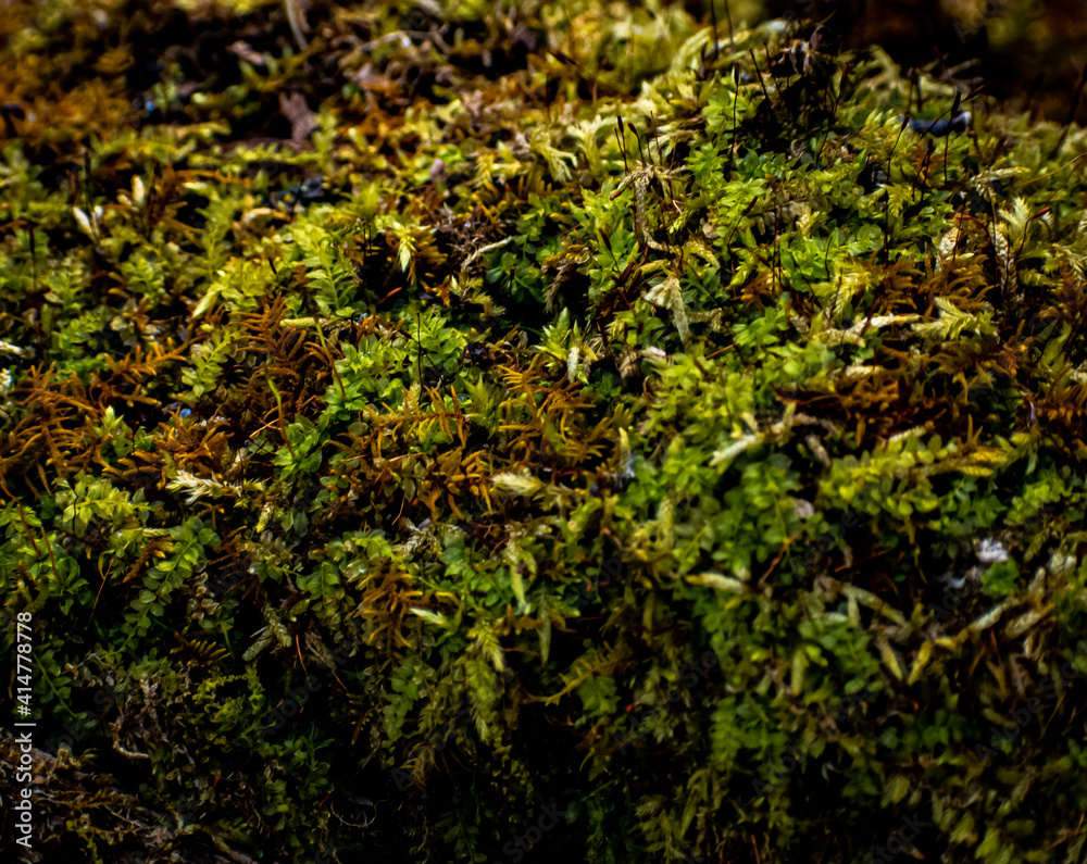 Obraz premium Moss