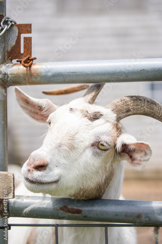 portrait of a goat