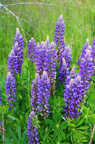 Lupine in full bloom in northern Germany  legume family Fabaceae 