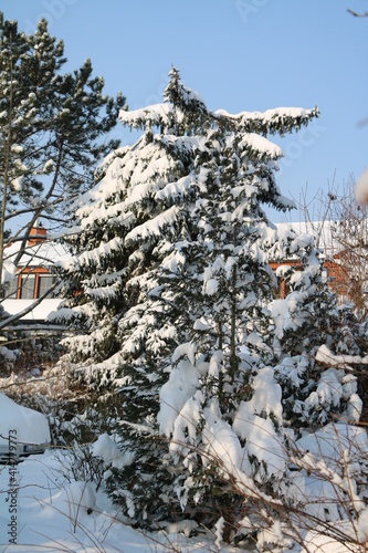 Snow-covered garden in winter, Germany photo