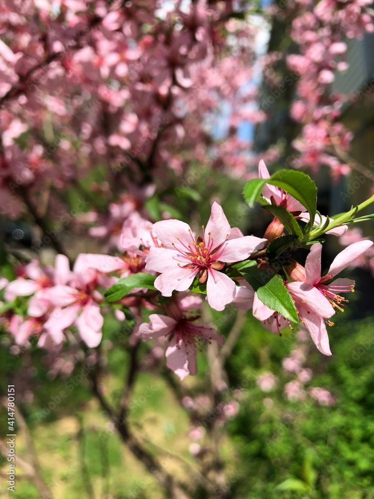 pink cherry blossom