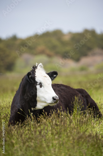 cow sitting