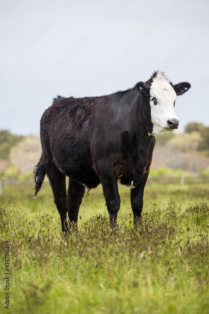 black cow