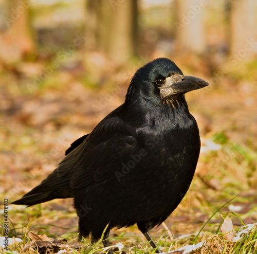 The rook (Corvus frugilegus). in the park (in Polish: Gawron)	 photo