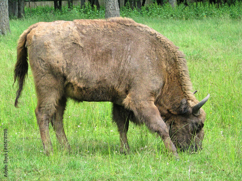 Vászonkép A european bison grazing on green grass in the Białowieza National Park, Poland