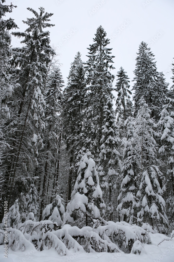 forest in winter