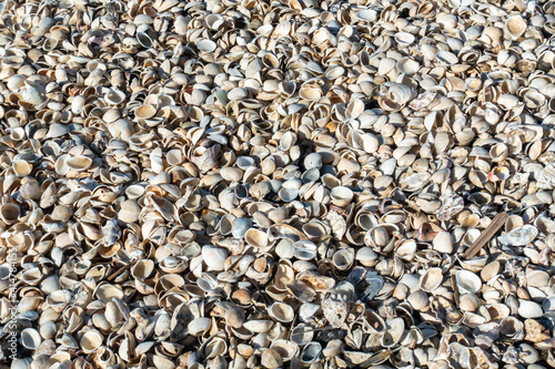 浜辺に打ち上げられた大量の貝殻の写真