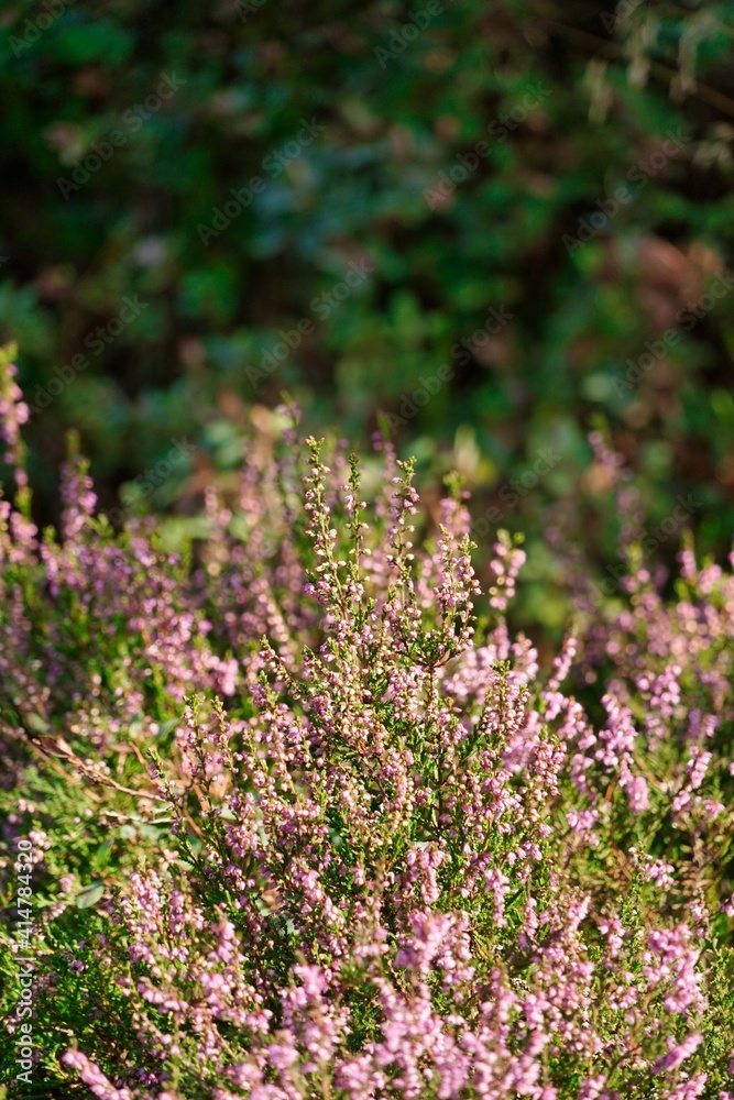 pink heather blossoms - close up, heather and green leaves in background pink heather blossoms - close up, heather and green leaves in background