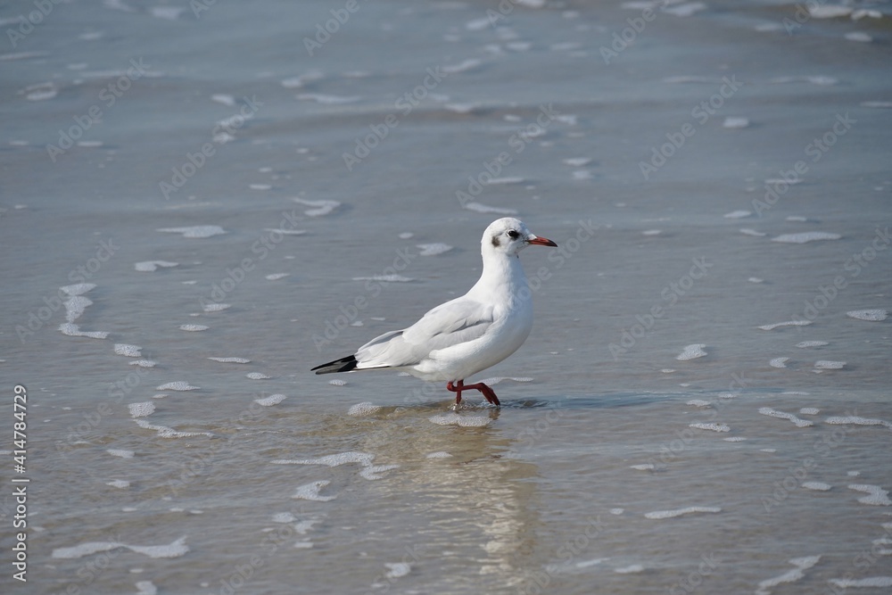seagull stepping in shallow water on beach