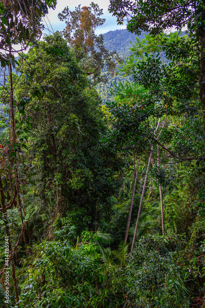 Trees in the Mamu Rainforest in Queensland, Australia Trees in the Mamu Rainforest in Queensland, Australia