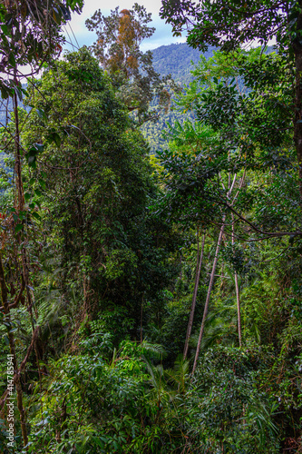 Trees in the Mamu Rainforest in Queensland  Australia