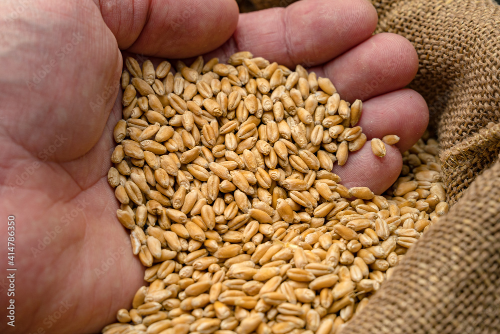 Man holding wheat grains from a sack in his hand. Cereal seeds in male hands. Close-up of wheat. Man holding wheat grains from a sack in his hand. Cereal seeds in male hands. Close-up of wheat.