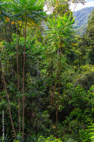 Trees in the Mamu Rainforest in Queensland, Australia photo