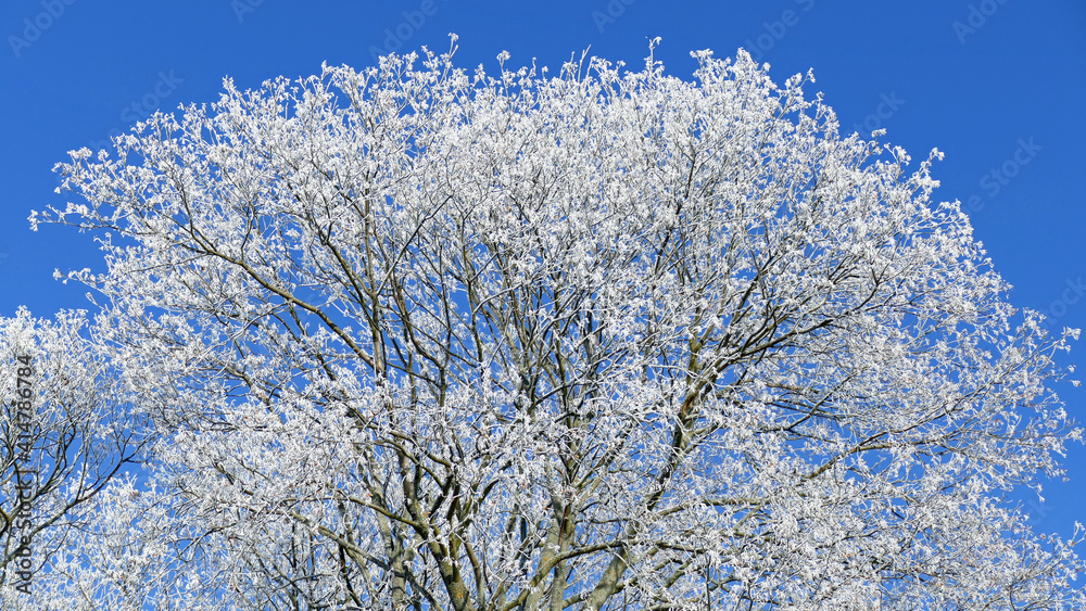 Tree coated with white frost
