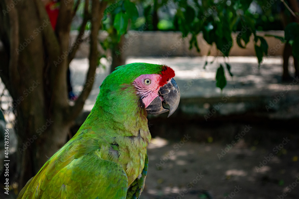 Naklejka premium Parrot