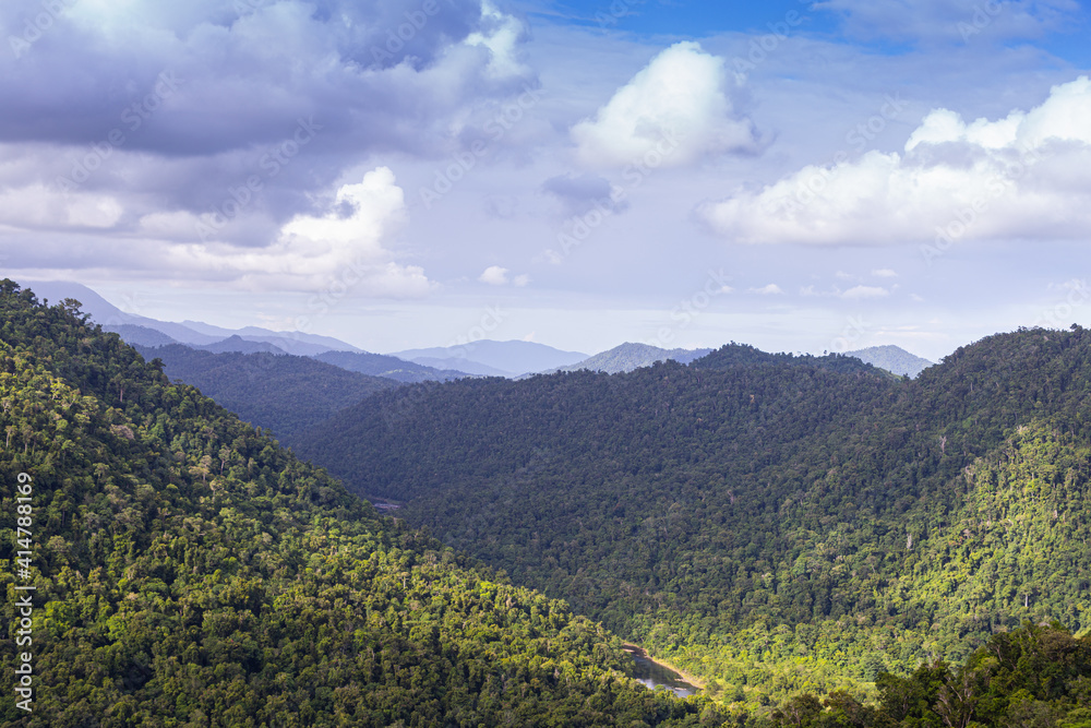 Obraz premium Trees in the Mamu Rainforest in Queensland, Australia