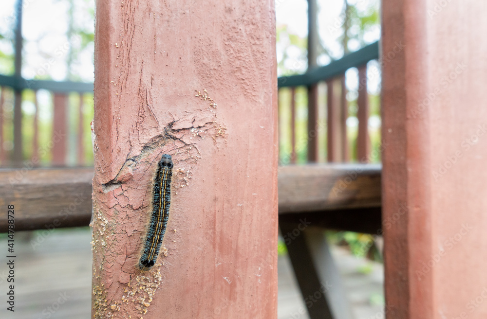 ゲジゲジ Images Browse 42 Stock Photos Vectors And Video Adobe Stock