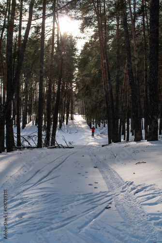 Wallpaper Mural Cross-country skiing in a snowy winter forest.
Sunny winter coniferous forest.
Ski walks in the winter forest.
NOTE: this photo has a very shallow depth of field Torontodigital.ca