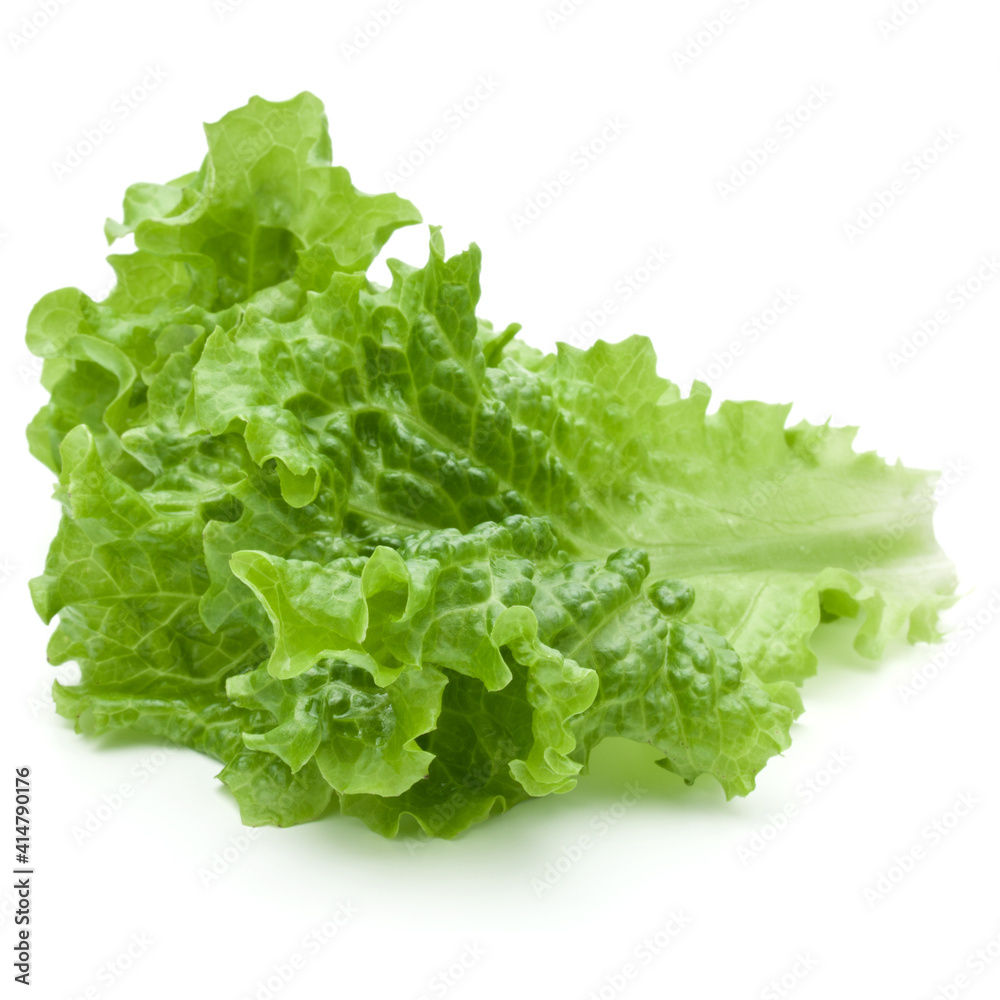 fresh green lettuce salad leaves isolated on white background fresh green lettuce salad leaves isolated on white background