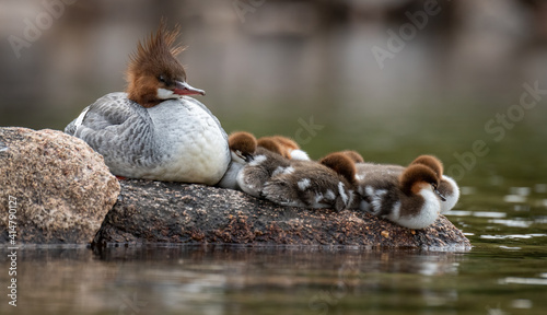 Common merganser with many babies photo