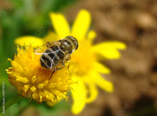 Syrphid Fly (Eristalis arbustorum), female © Valter