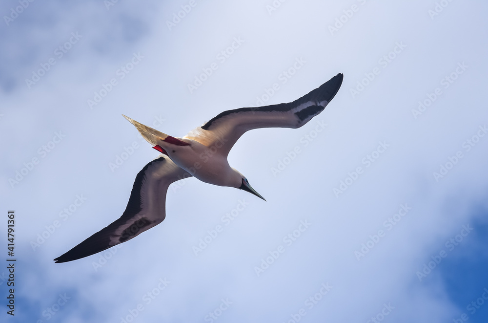 Obraz premium Seabird Masked, Blue-faced Booby (Sula dactylatra) flying over the ocean.