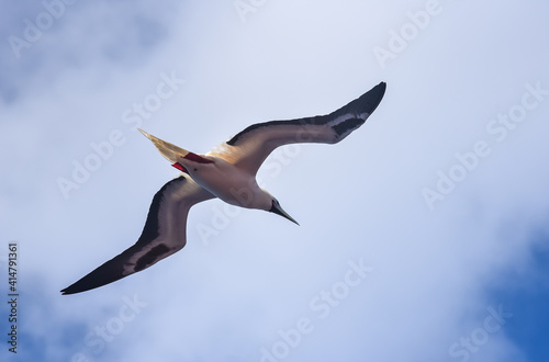 Seabird Masked, Blue-faced Booby (Sula dactylatra) flying over the ocean. photo