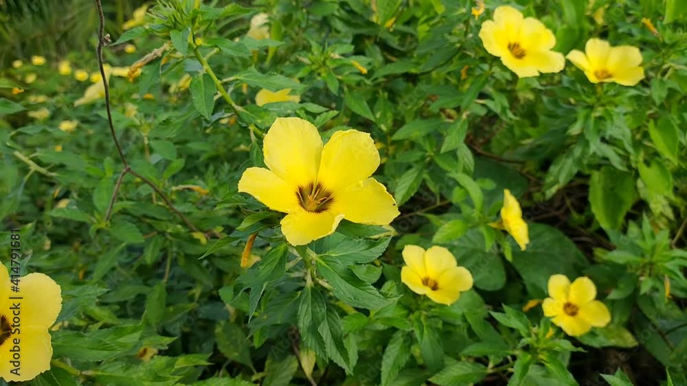 Damiana flower in the morning Damiana flower in the morning
