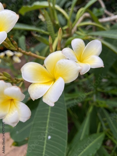 Fleurs tropicales ouvertes colorées