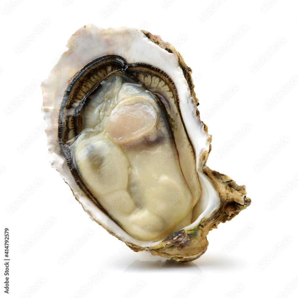 Fresh opened oyster on white background Fresh opened oyster on white background