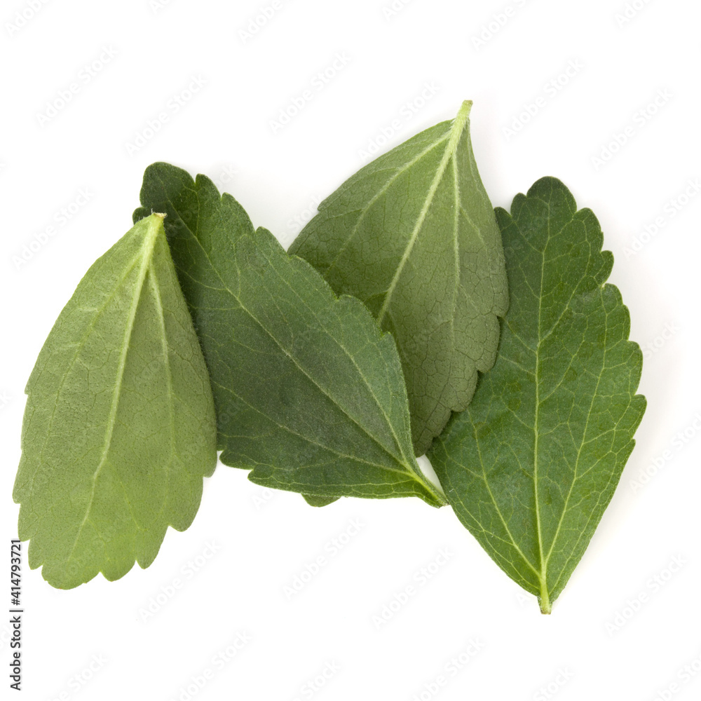 Obraz premium Stevia leaves pieces isolated om white background cut out.