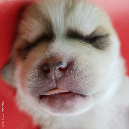 portrait of a newborn chihuahua puppy. the dog's muzzle is white
